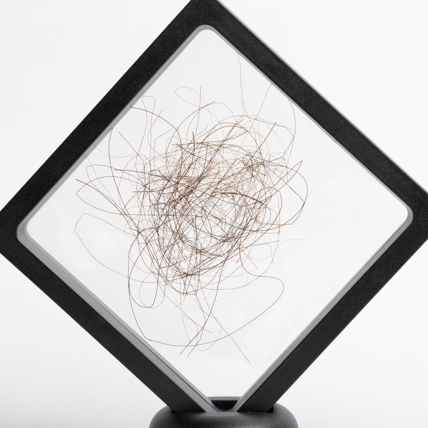 Mammuthus primigenius (Woolly Mammoth) Hair