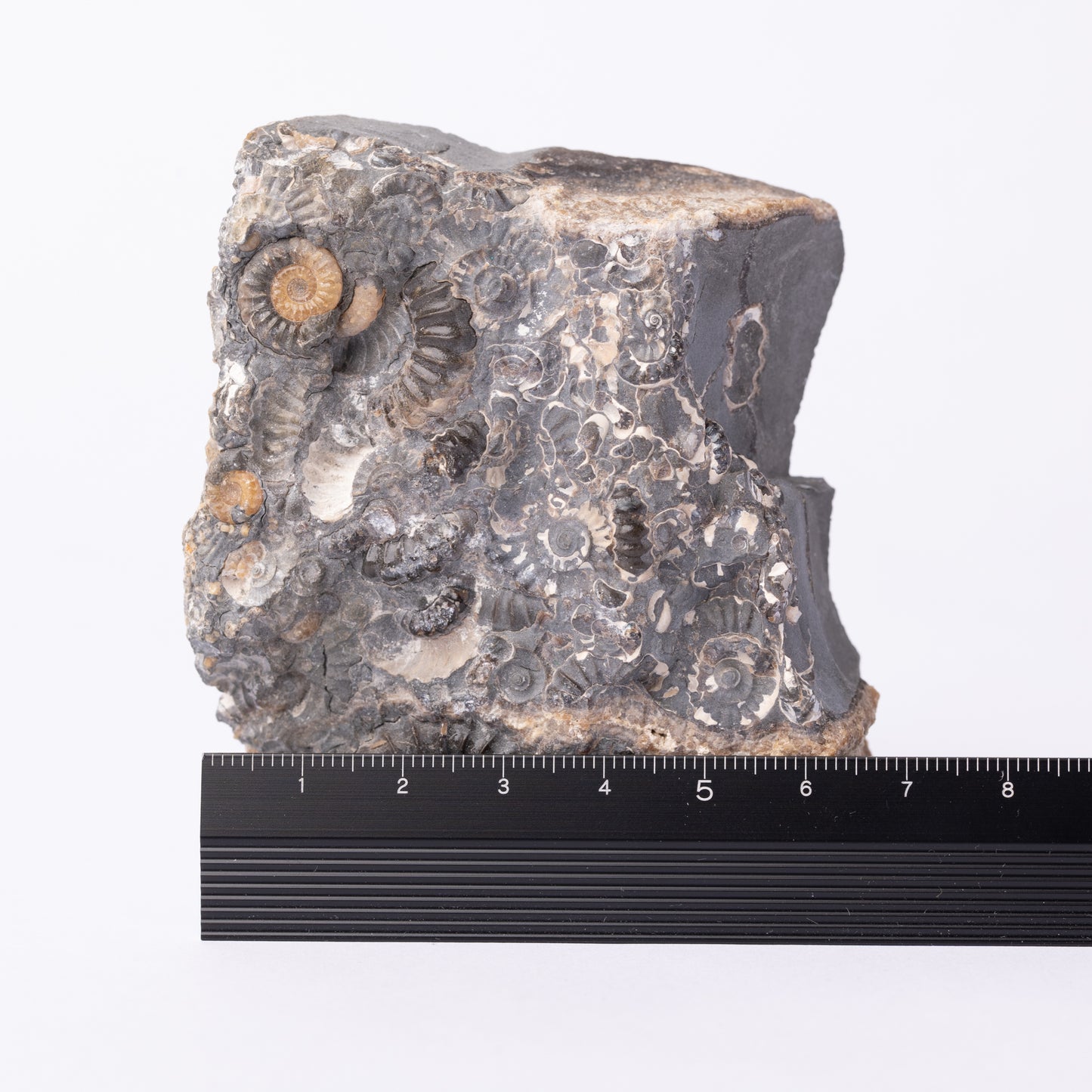Promicroceras Ammonite Block - Marston Marble