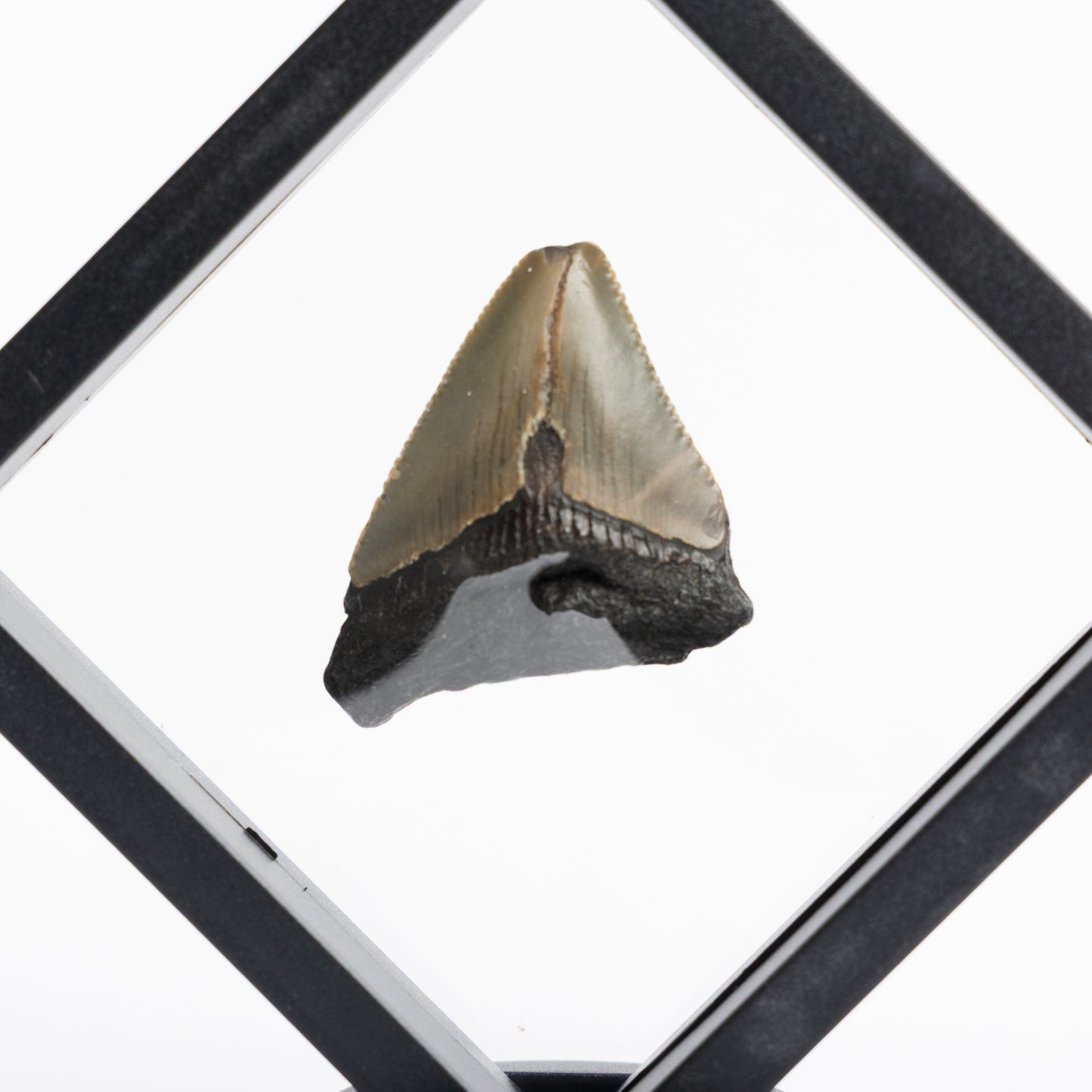 Megalodon Sharks Tooth