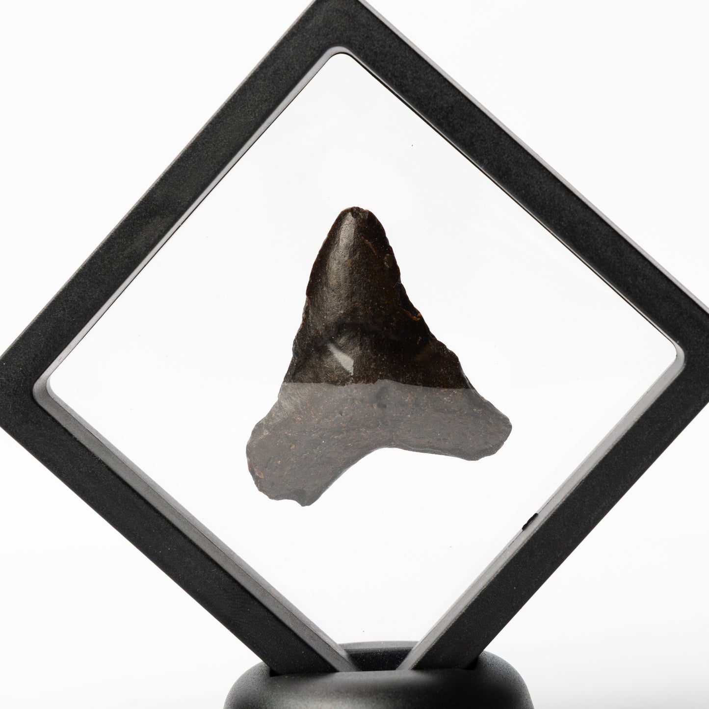 Megalodon Sharks Tooth