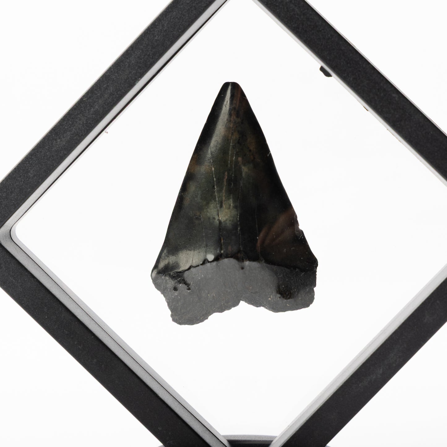 Megalodon Sharks Tooth