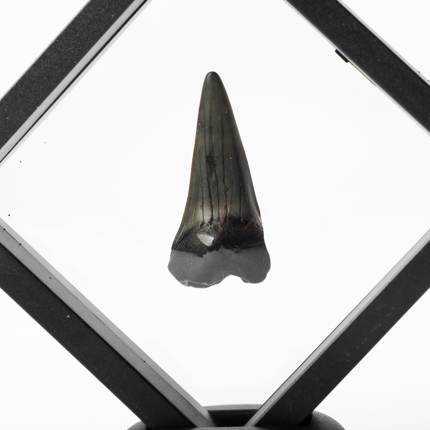 Megalodon Sharks Tooth