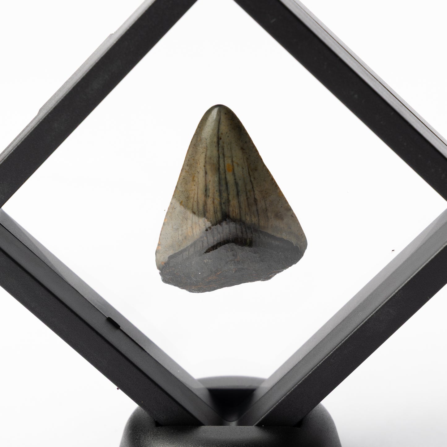Megalodon Sharks Tooth