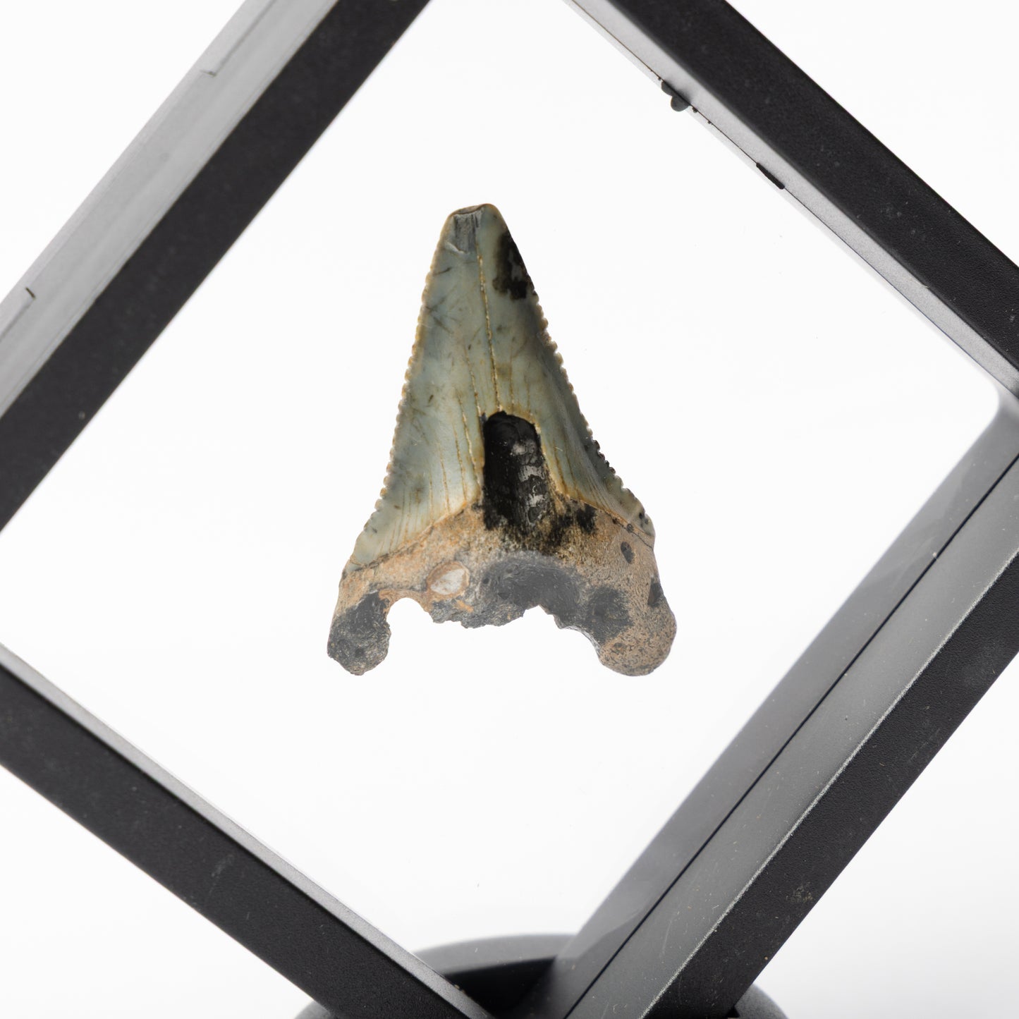 Megalodon Sharks Tooth