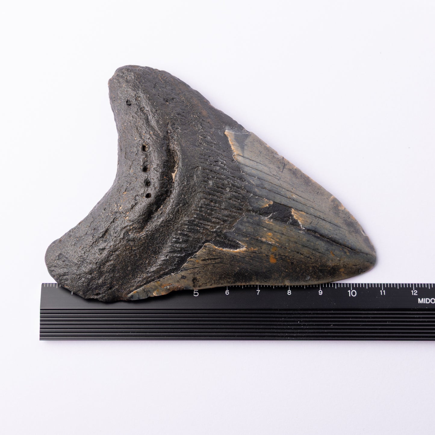 Megalodon Sharks Tooth (Otodus megalodon)