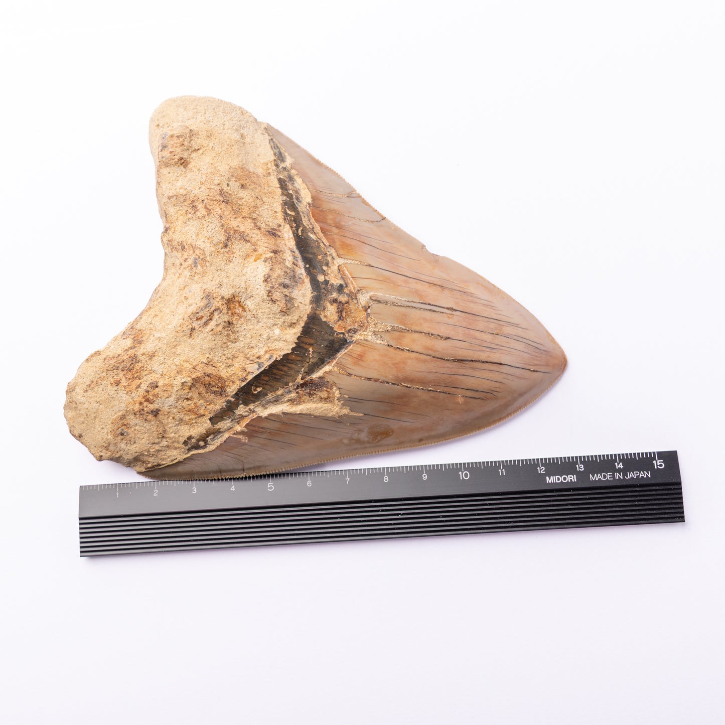 Large Megalodon Sharks Tooth (Otodus megalodon)