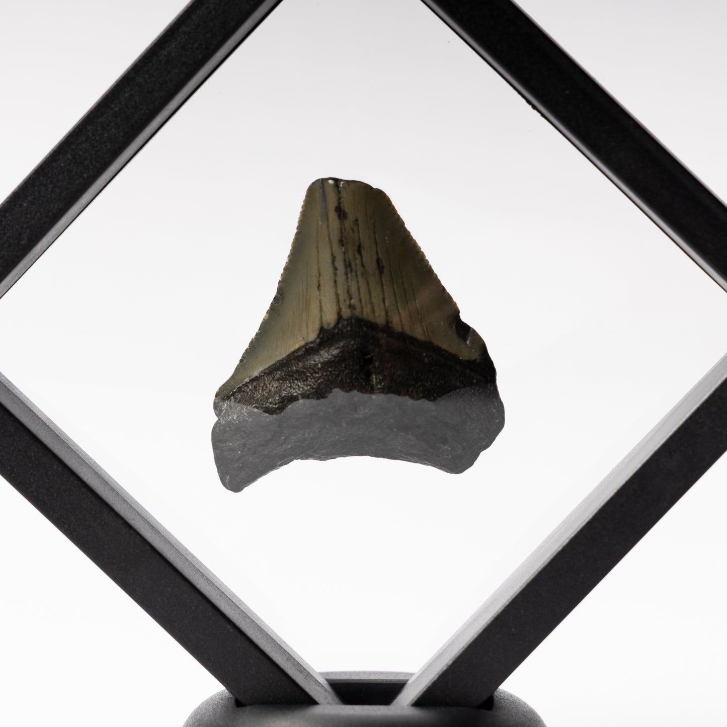 Megalodon Sharks Tooth