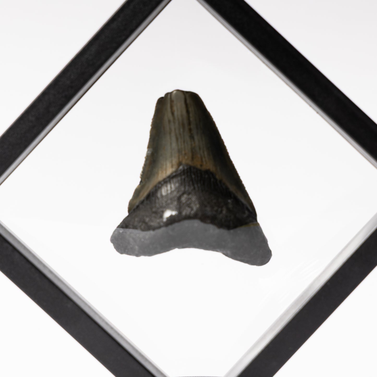 Megalodon Sharks Tooth