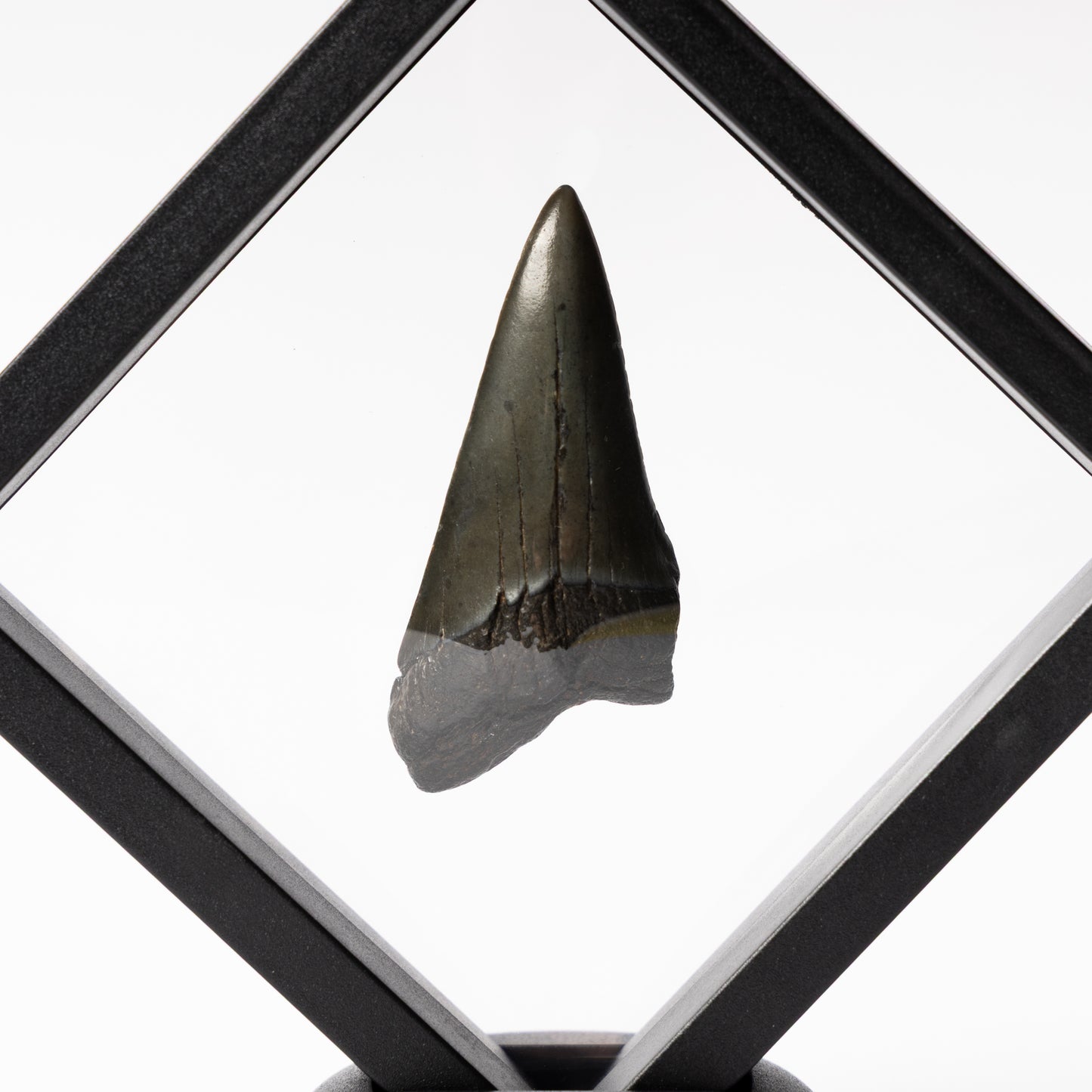 Megalodon Sharks Tooth