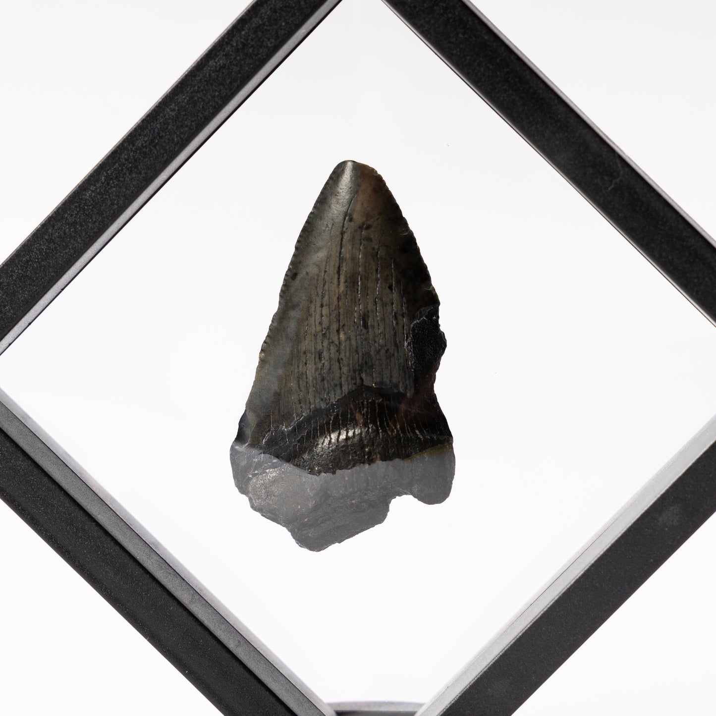 Megalodon Sharks Tooth