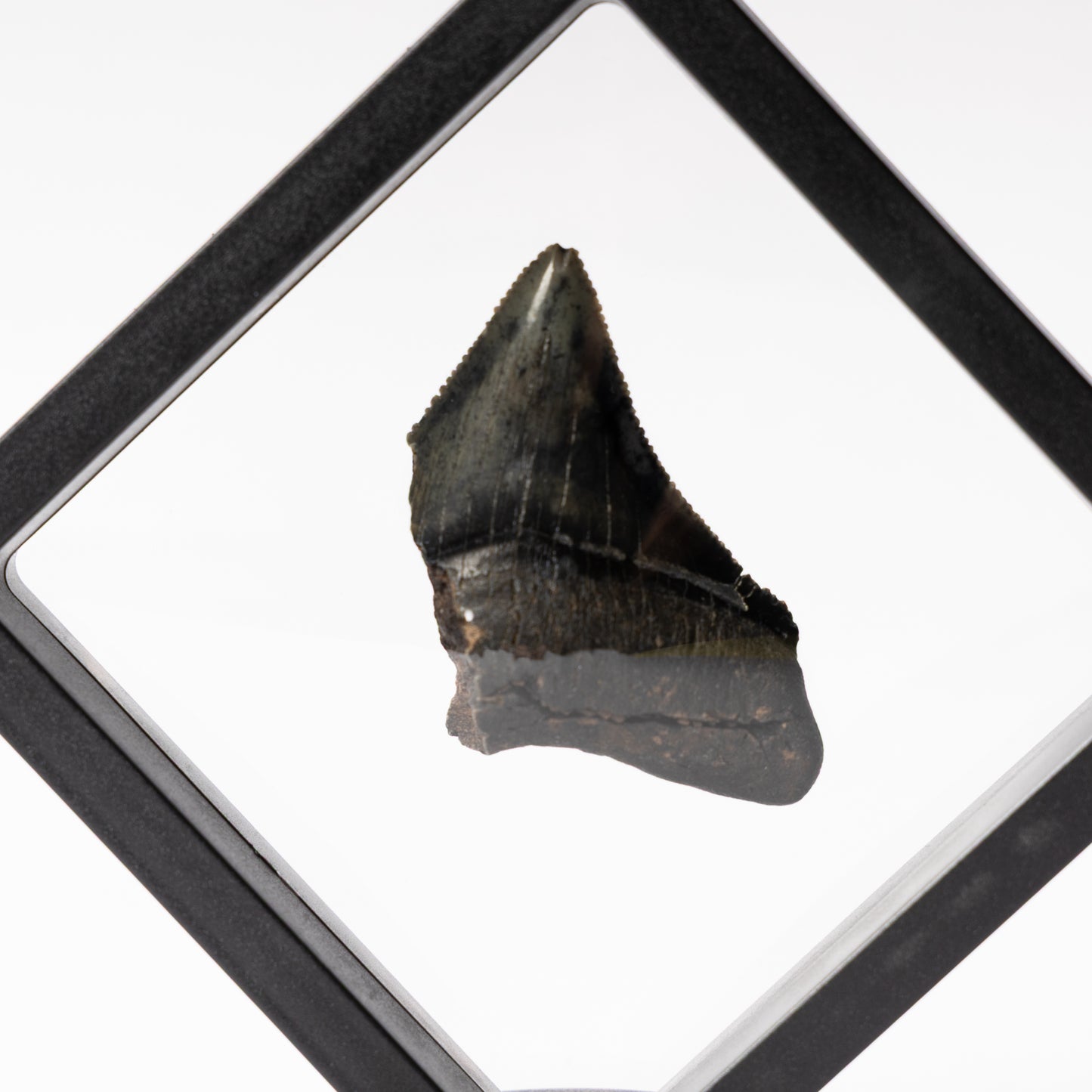 Megalodon Sharks Tooth