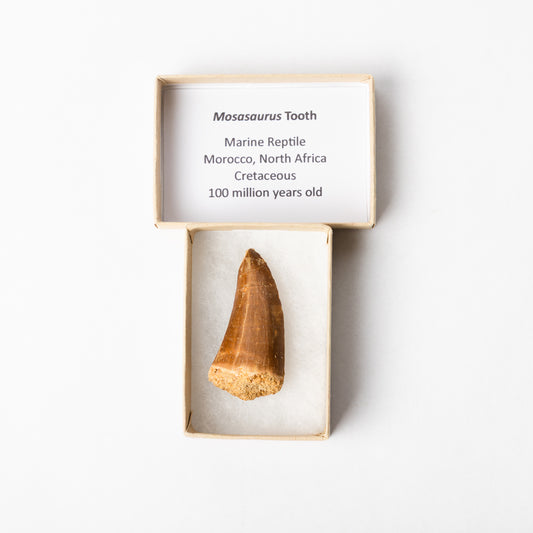 Mosasaurus sp. Tooth - Boxed