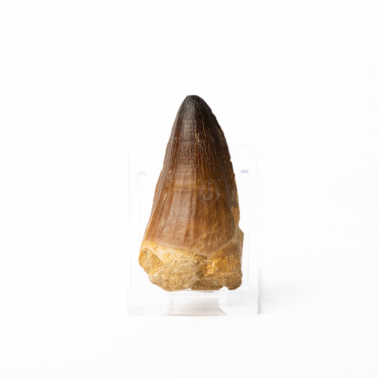 Large Mosasaurus sp. Tooth