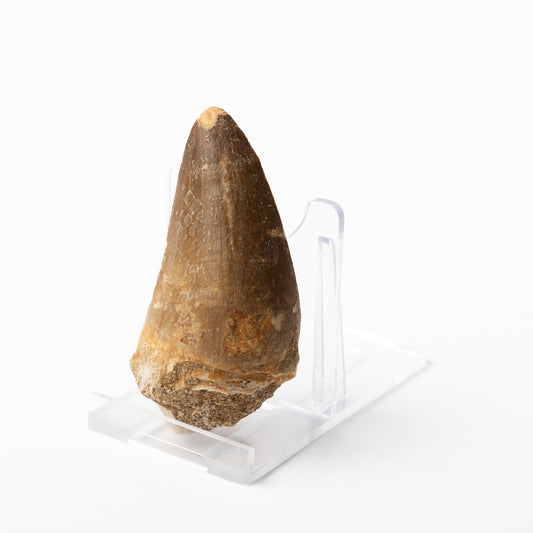 Large Mosasaurus sp. Tooth