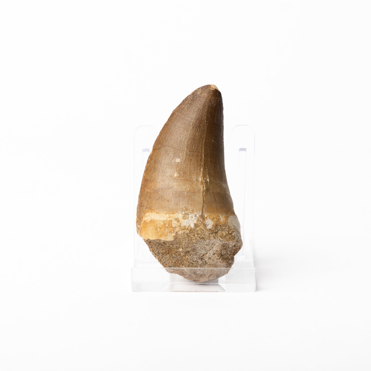 Large Mosasaurus sp. Tooth