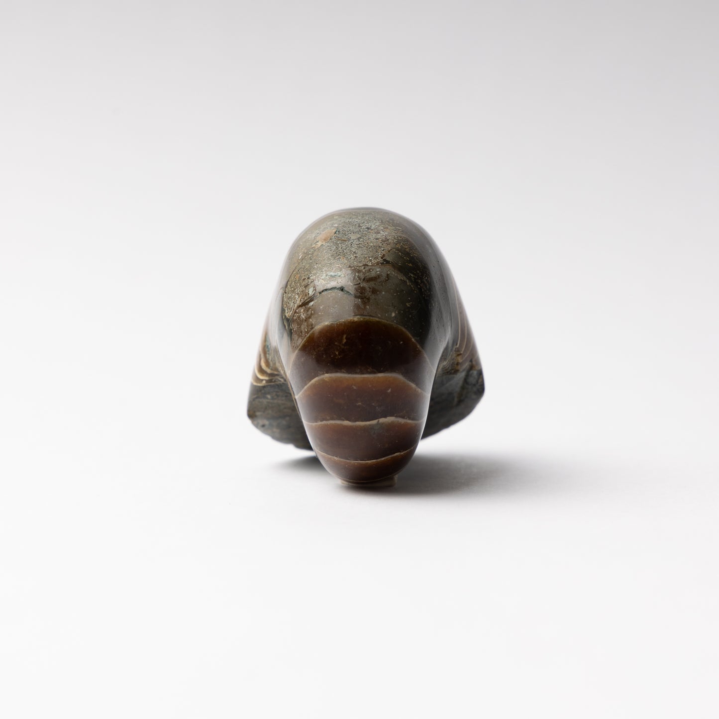 Cenoceras sp. Nautilus