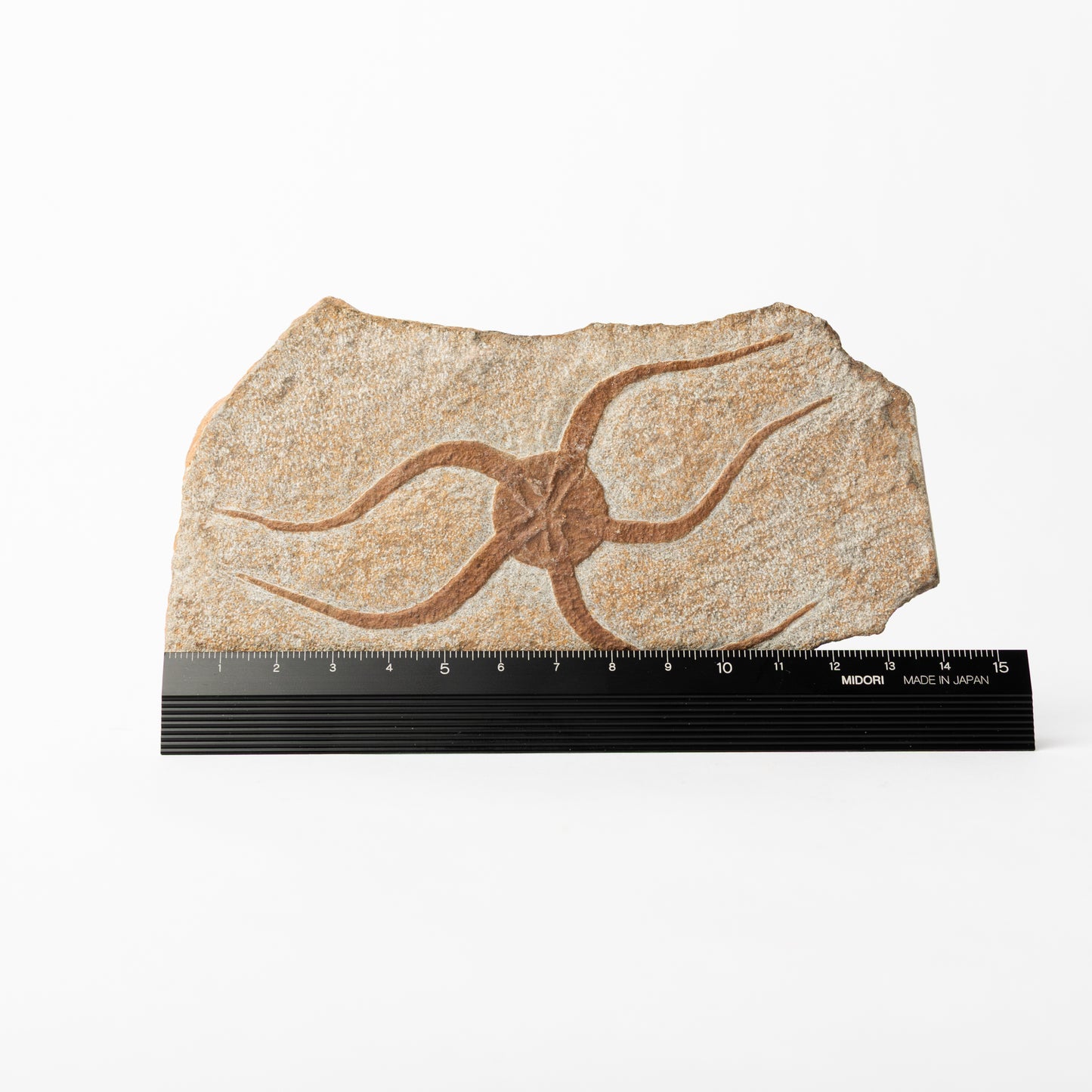 Ophiuroidea sp. Brittle Star