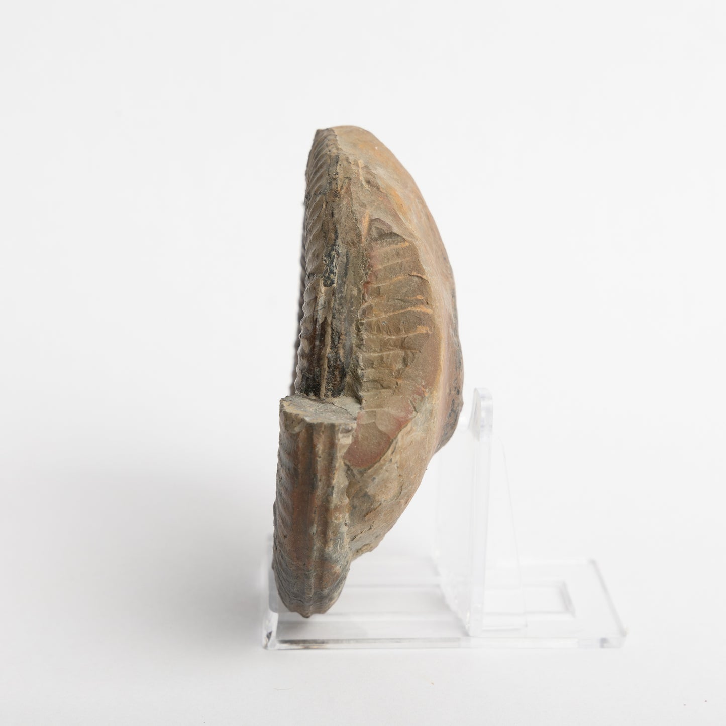 Paltechioceras sp. Ammonite