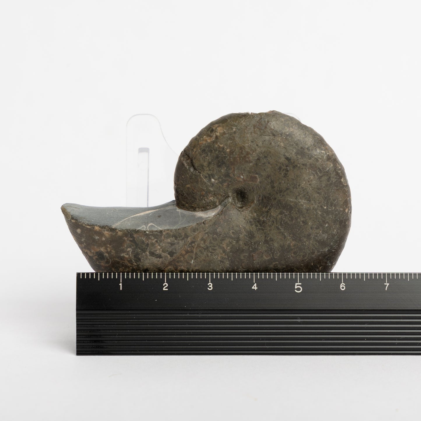 Phylloceras heterophyllum Ammonite