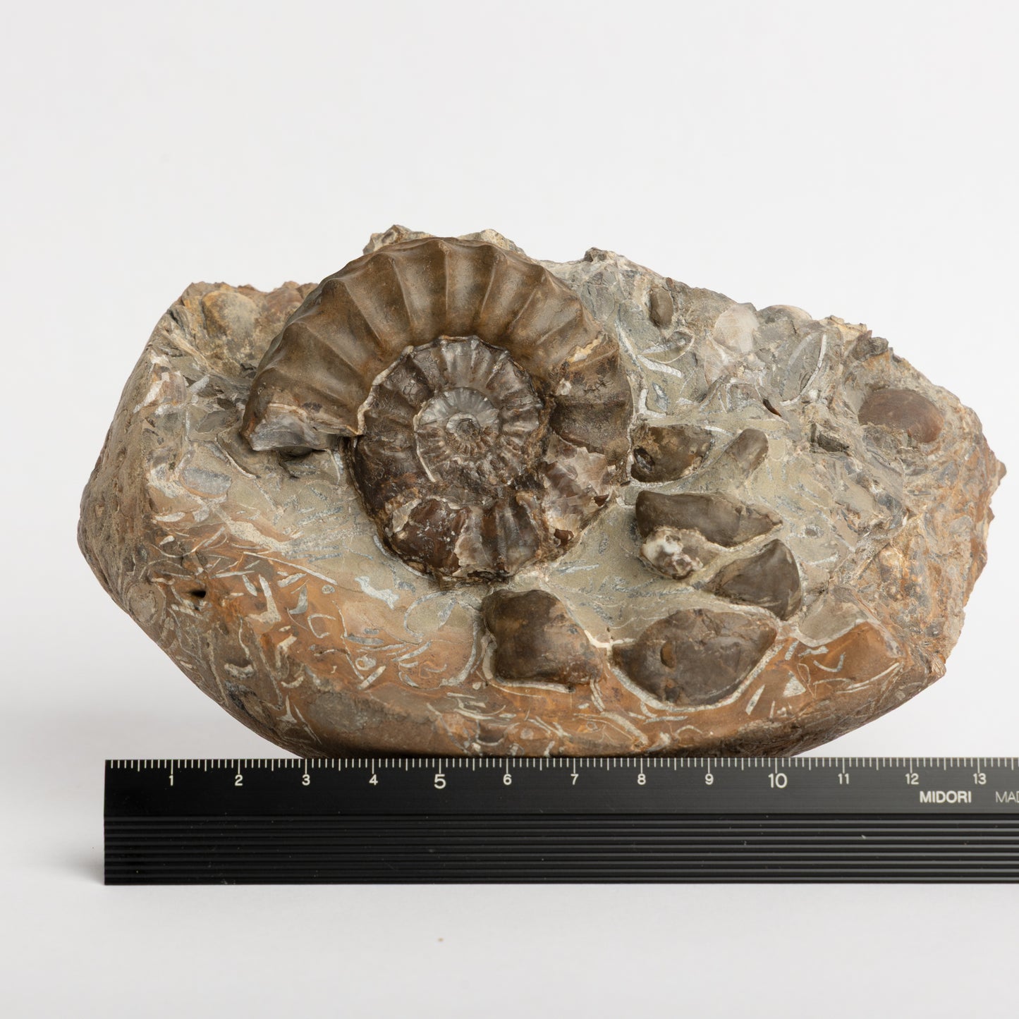 Pleuroceras pausicostatum Ammonite