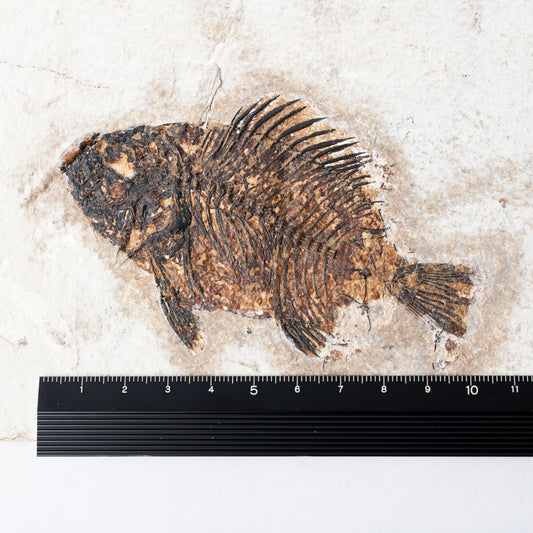 Priscacara serrata Fossil Fish