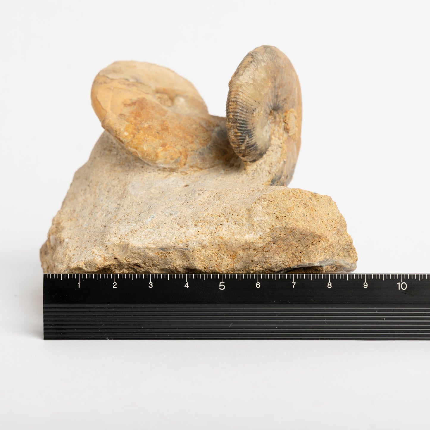 Sigaloceras sp. Ammonites