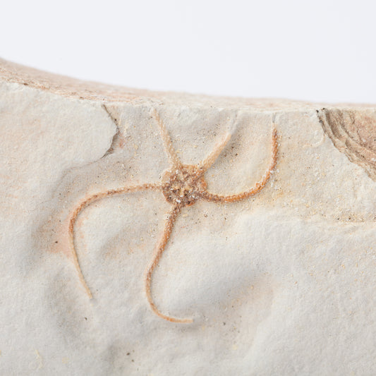 Sinosura kelheimense Brittle Star