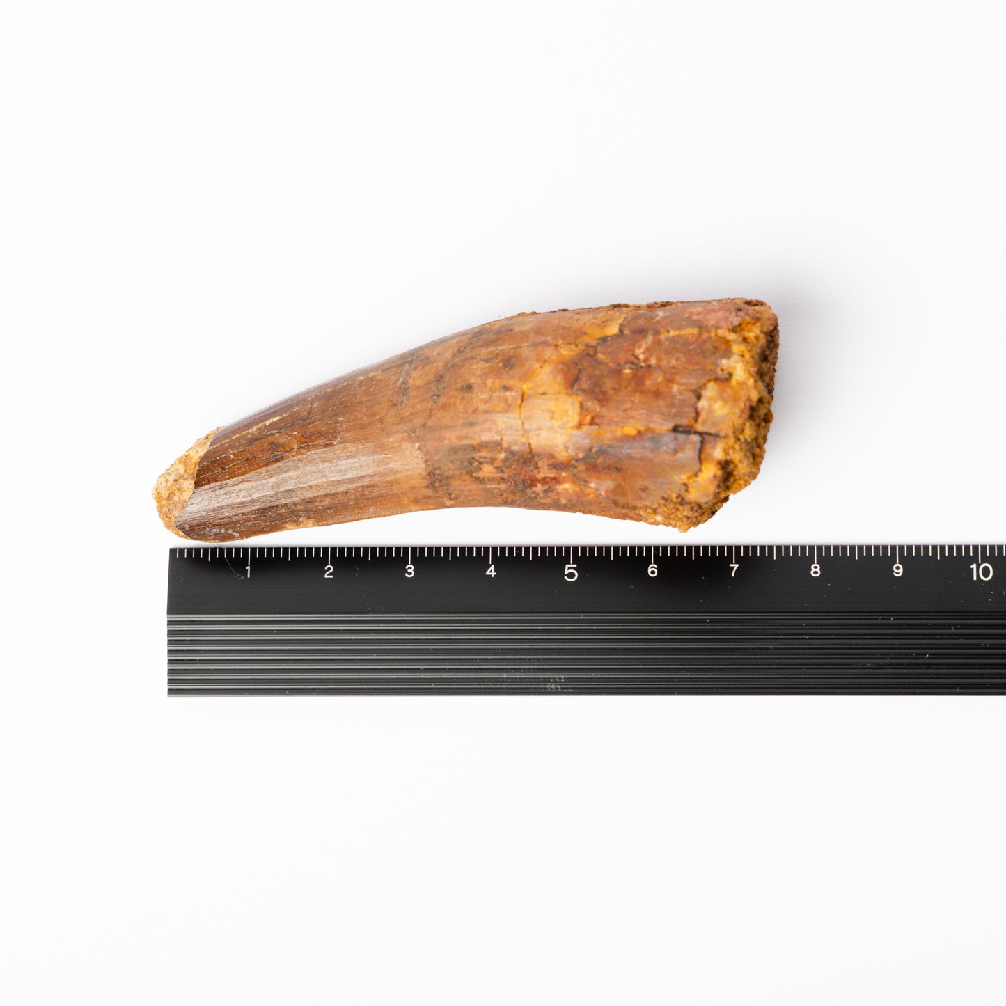 Large Spinosaurus sp. Tooth