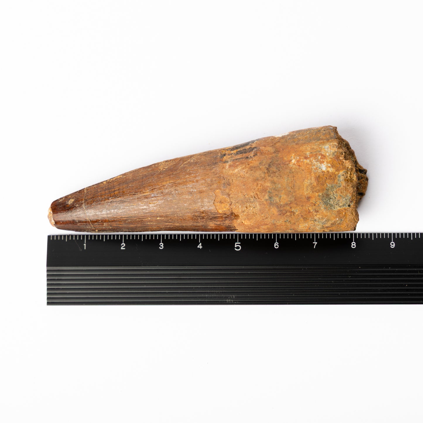 Large Spinosaurus sp. Tooth
