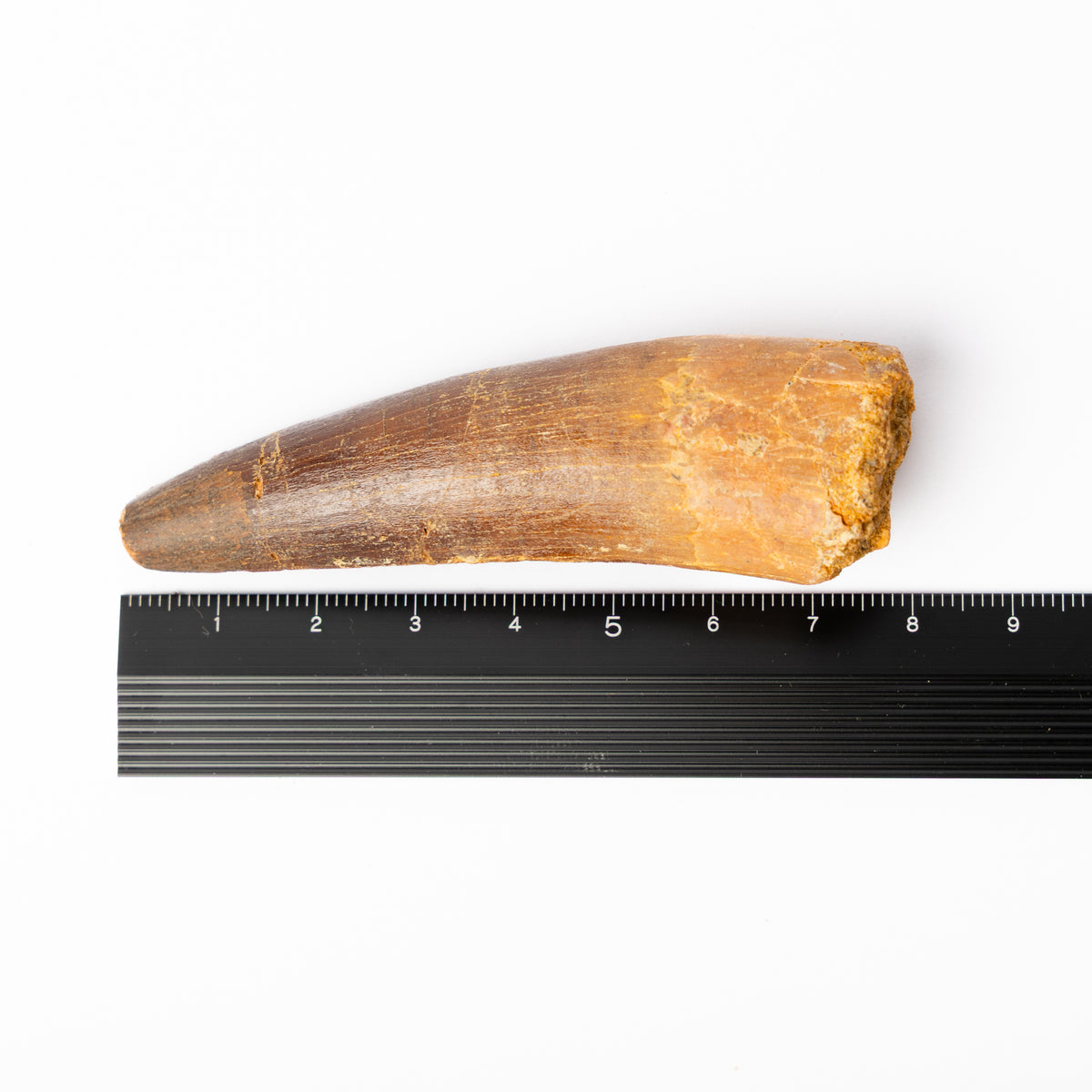Large Spinosaurus sp. Tooth