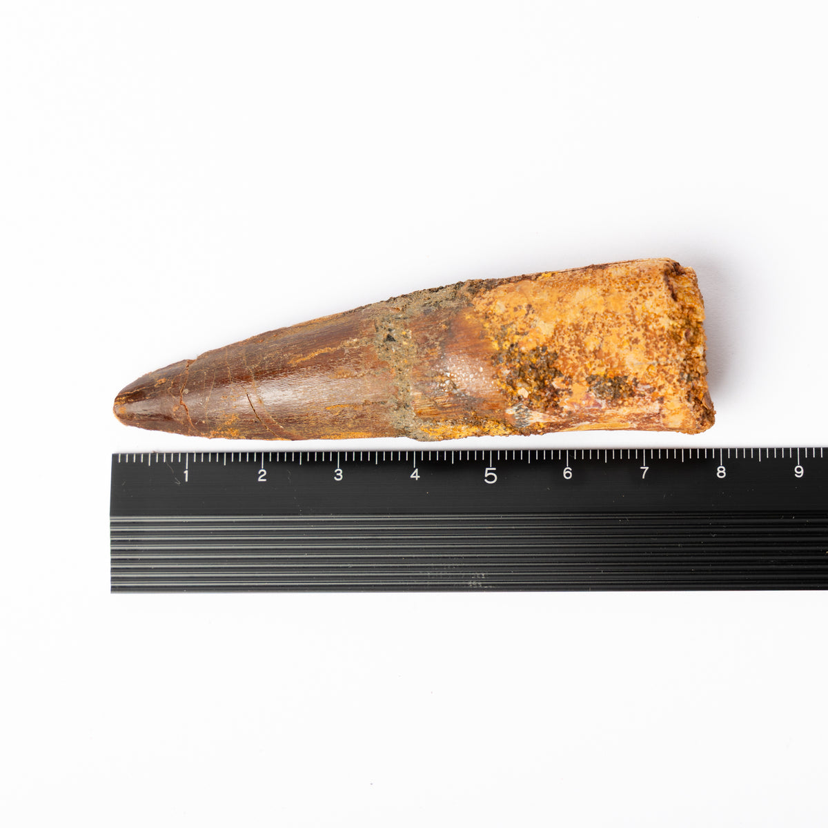 Large Spinosaurus sp. Tooth