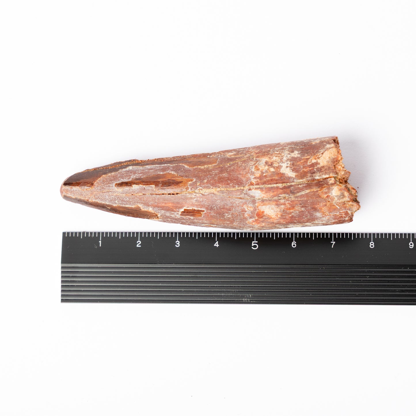 Large Spinosaurus sp. Tooth