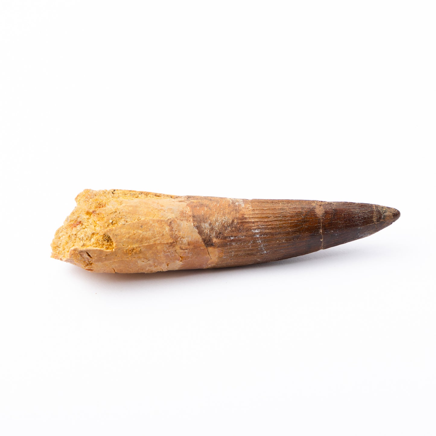 Large Spinosaurus sp. Tooth