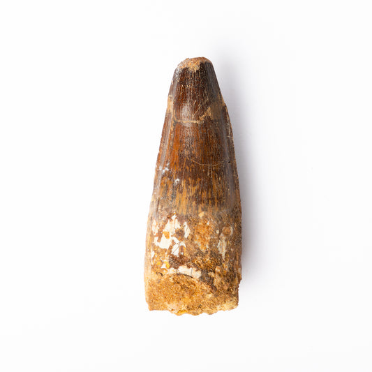 Large Spinosaurus sp. Tooth