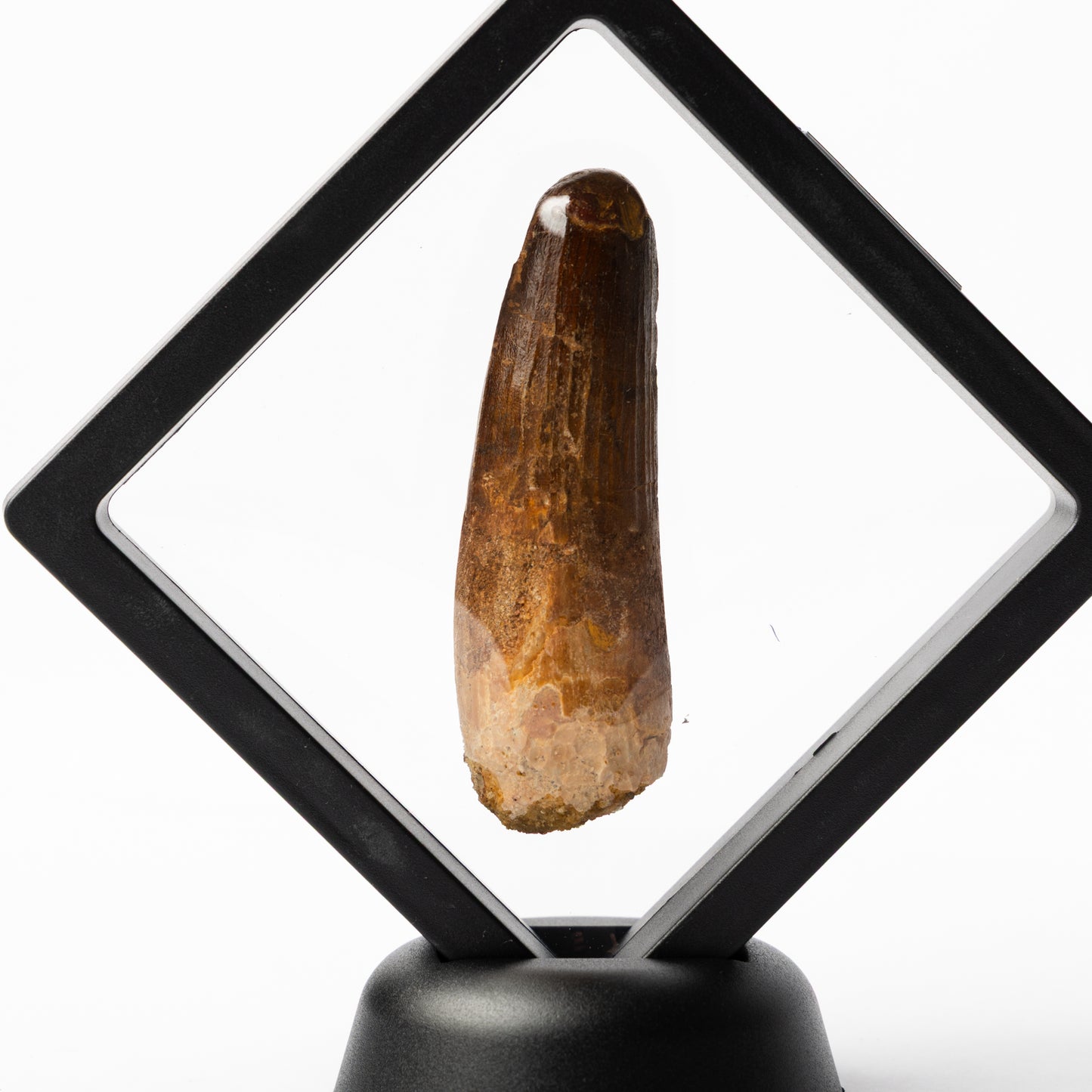 Spinosaurus sp. Tooth