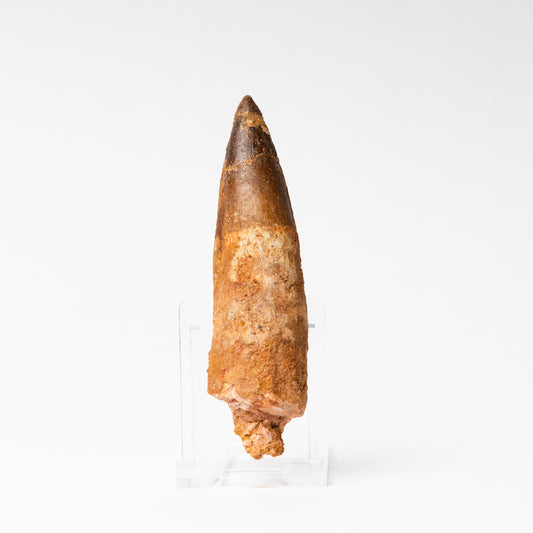 Large Spinosaurus sp. Tooth