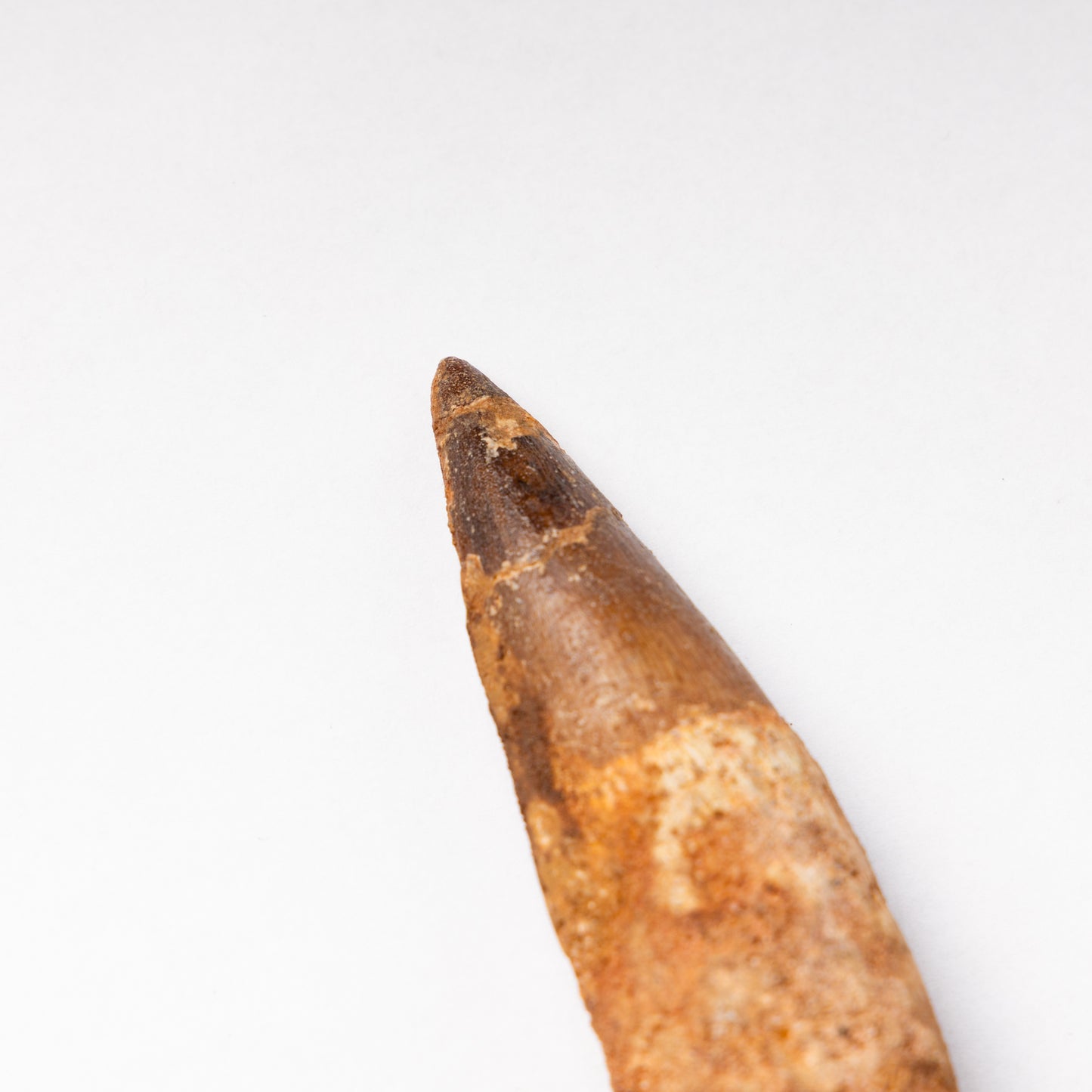 Large Spinosaurus sp. Tooth