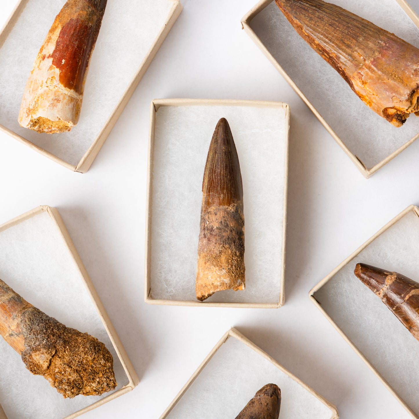 A selection of Spinosaurus teethl in their own display box.