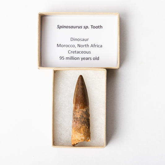 A Spinosaurus tooth in a display box with an identification label.