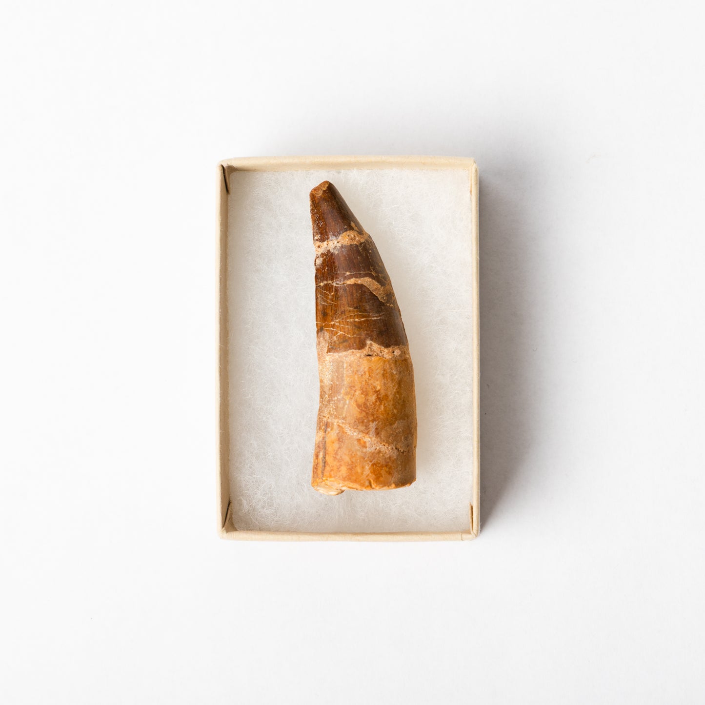 A Spinosaurus tooth in a display box.