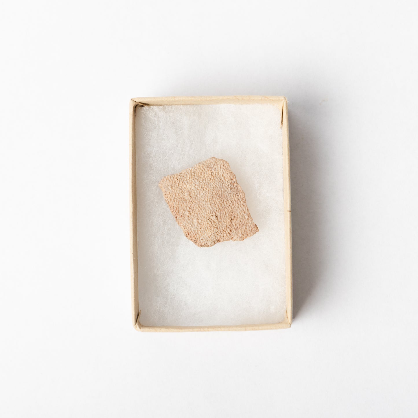 A piece of Titanosaurus eggshell in a display box.