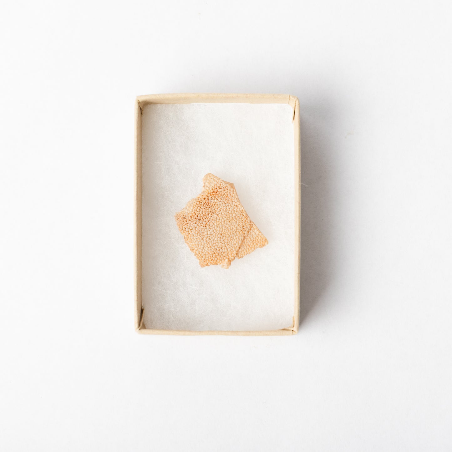 A piece of Titanosaurus eggshell in a display box.