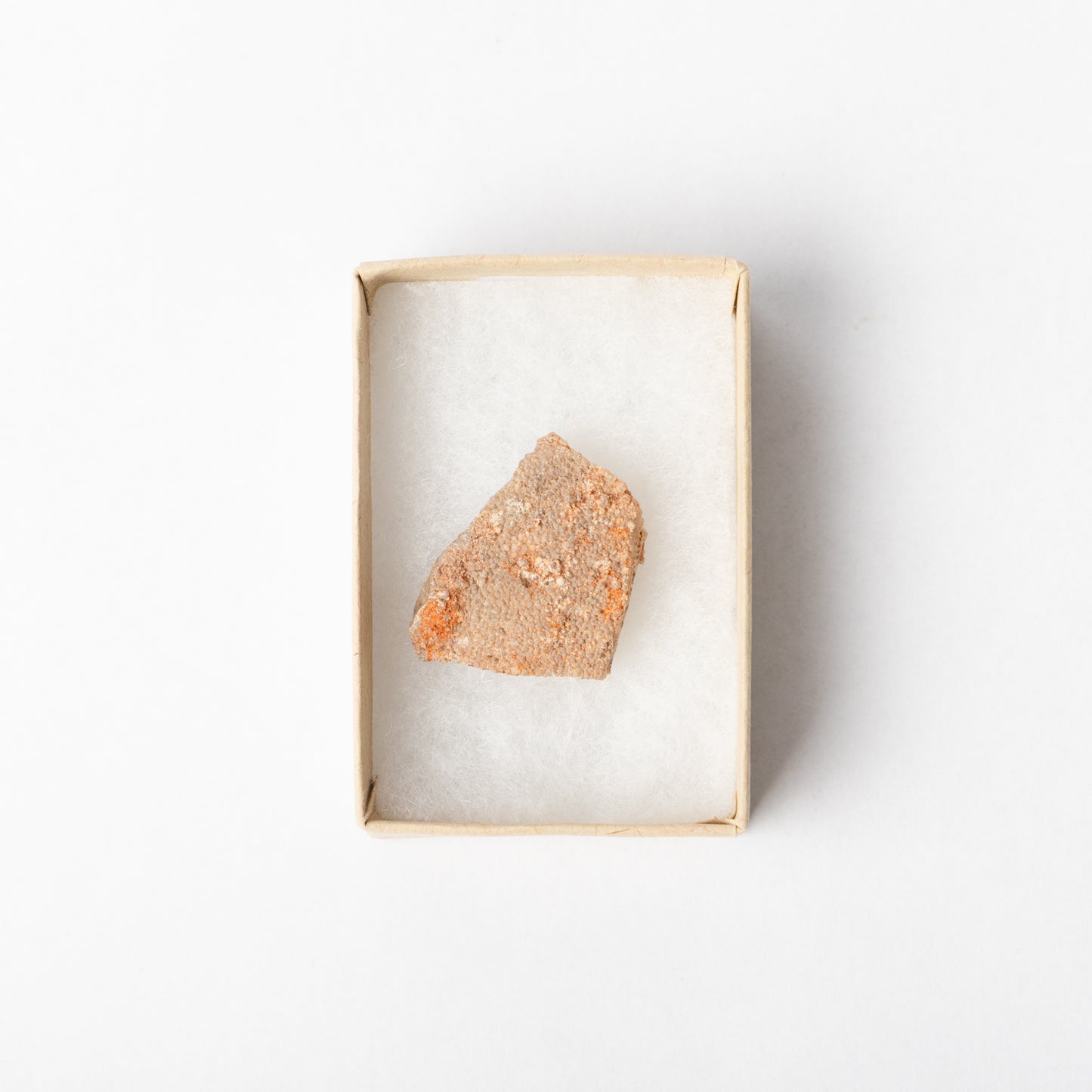 A piece of Titanosaurus eggshell in a display box.