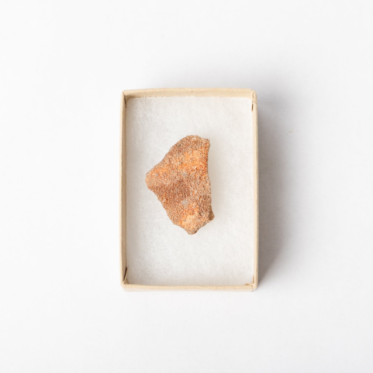 A piece of Titanosaurus eggshell in a display box.