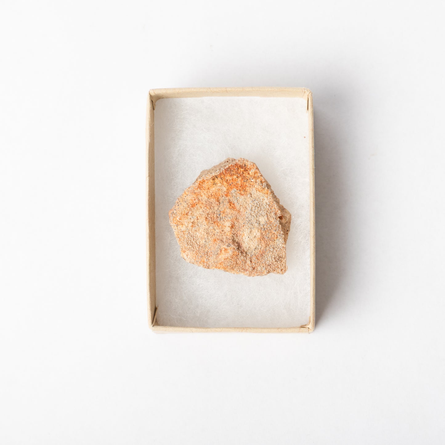 A piece of Titanosaurus eggshell in a display box.