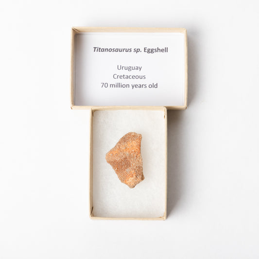 A piece of Titanosaurus eggshell in a display box with an identification label.
