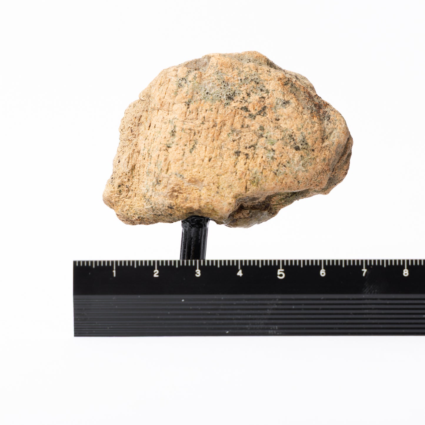 Triceratops Limb Bone on Stand (Partial)