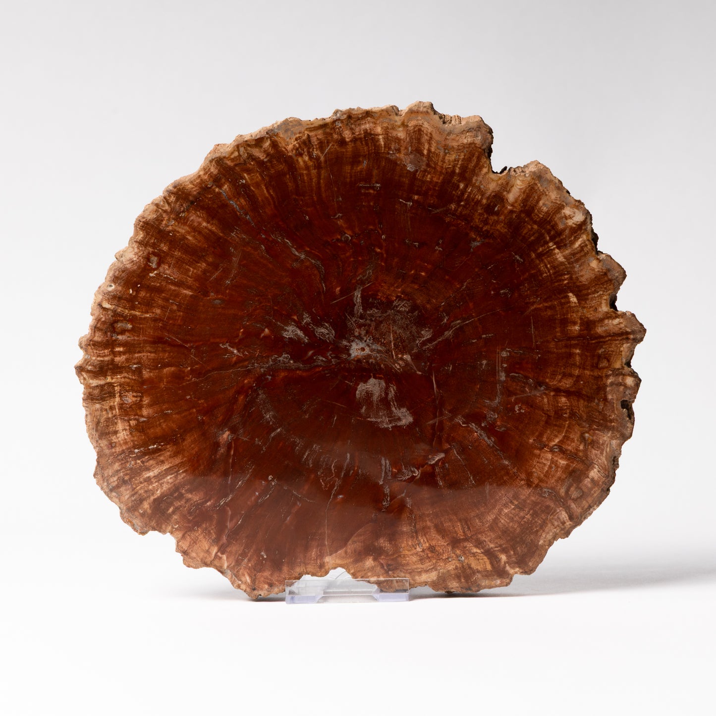 Polished Fossilised Wood