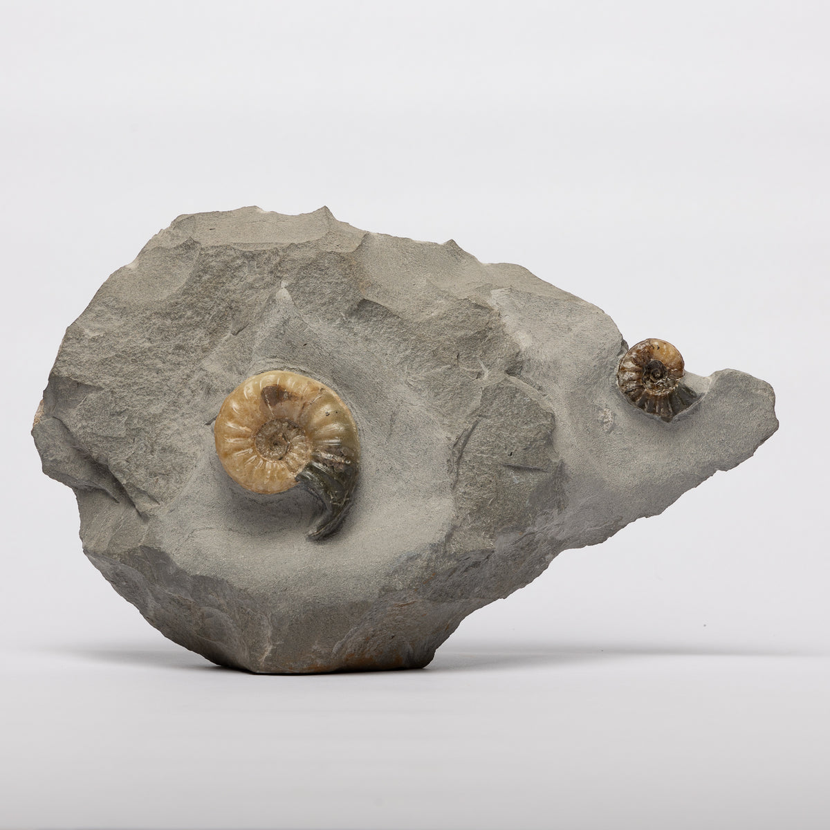 Asteroceras & Promicroceras from Lyme Regis/Charmouth. The Fossil Shop