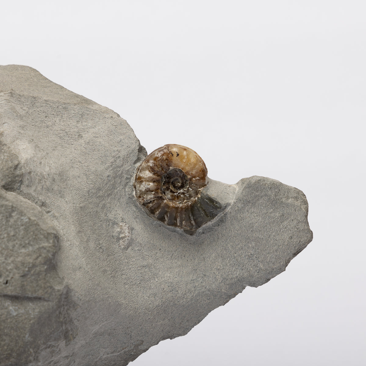 Asteroceras & Promicroceras from Lyme Regis/Charmouth. The Fossil Shop